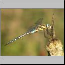 Aeshna mixta - Herbst-Mosaikjungfer m04.jpg